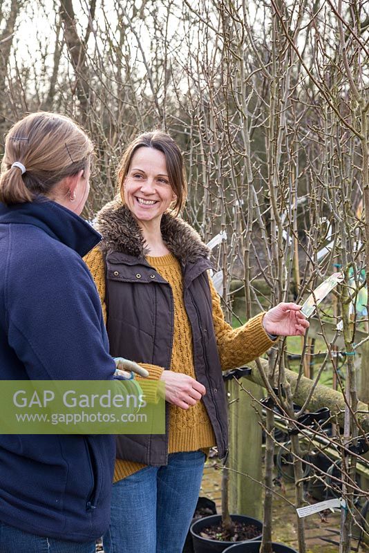 Woman shopping in garden centre for fruit trees, getting assistance from an employee. Pyrus communis  'Doyenne du Comice'