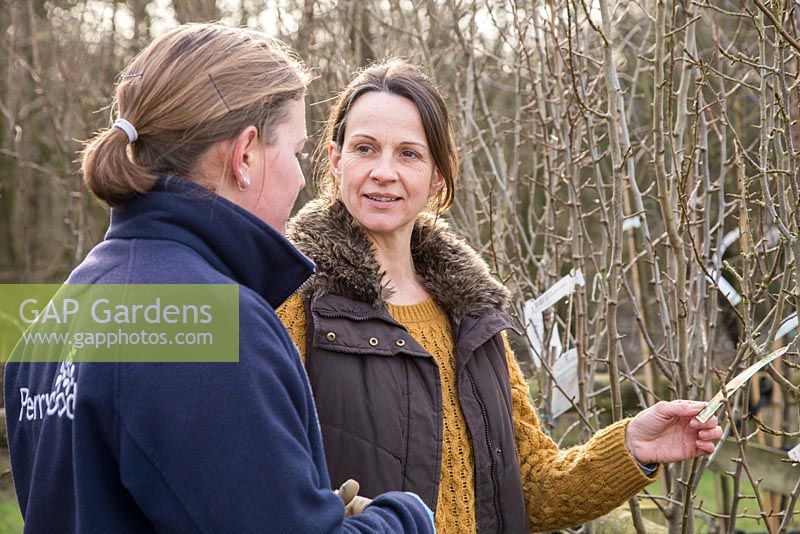 Woman shopping in garden centre for fruit trees, getting assistance from an employee. Pyrus communis 'Doyenne du Comice'