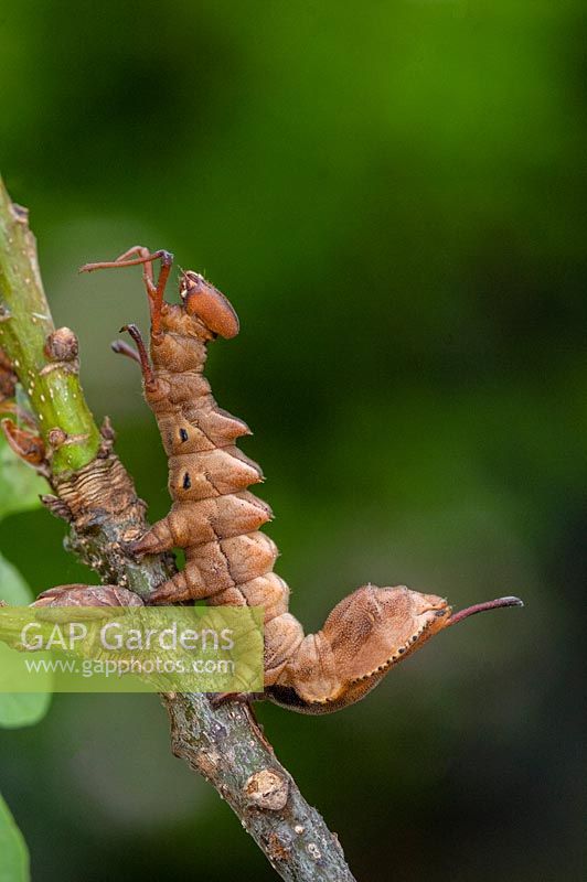 Stauropus fagi, lobster moth lava on oak tree.