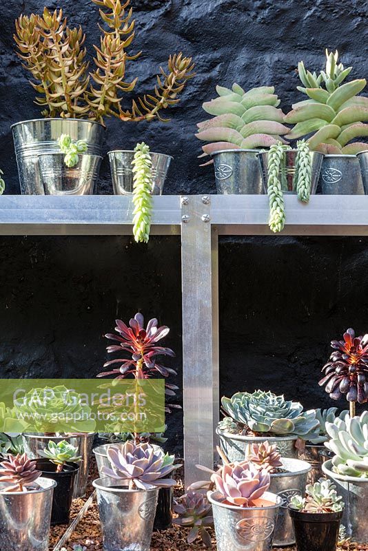 Top shelf: Sedum nussbaumerianum - Coppertone stonecrop, Sedum Morganianum, Crassula perfoliata var. falcata, Below: Pachyphytum bracteosum, Eceveria. Veddw House Garden, Monmouthshire, Wales