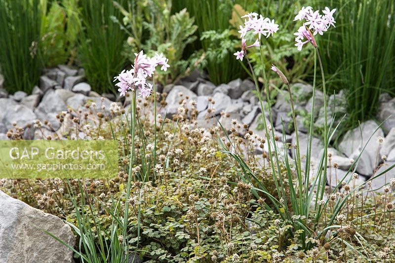 Tulbaghia violacea 'Fairy Star' underplanted with Acaena in a rocky border. Show Garden: B and Q Sentebale Forget-Me-Not Garden.