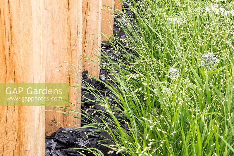 Oak beams beside a border of Charcoal, Melica altissima Alba, Orlaya grandiflora and Amsonia tabernaemontana var. salicifolia. Show Garden: The Telegraph Garden.