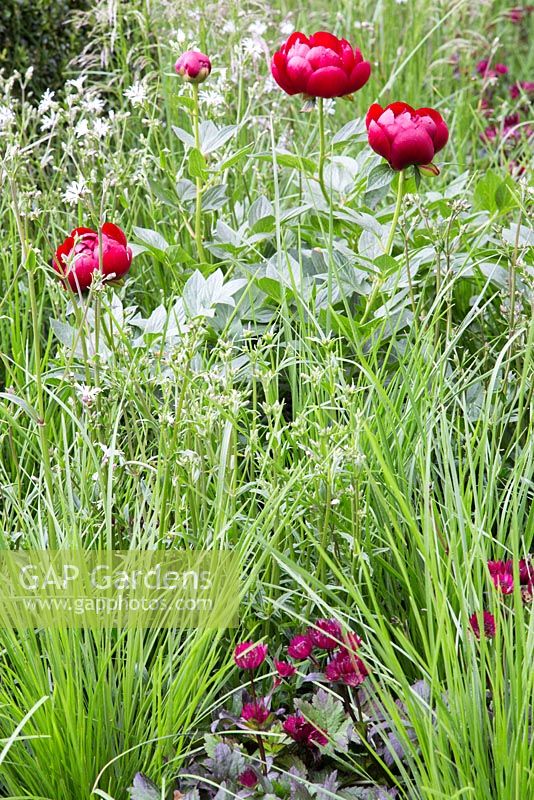 Paeonia 'Buckeye Belle' or 'Chocolate Soldier', Lychnis flos cuculi 'White Robin', Carex muskingumensis and Astrantia major 'Hadspen Blood'. Show Garden: The Telegraph Garden. 