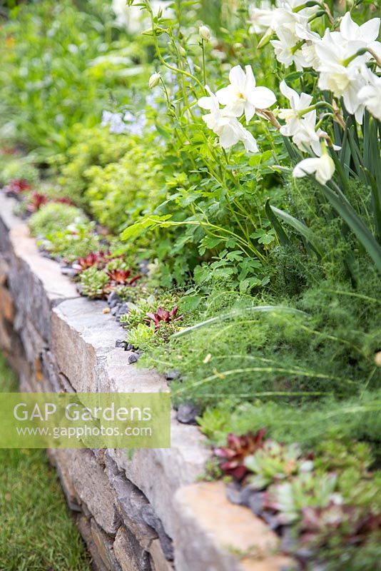 Narcissus 'Silver Chimes' and Sempervivum planted in Dry Stone wall border. Artisan Garden: Get Well Soon. 