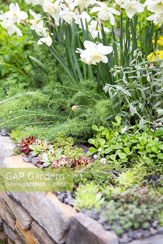 Narcissus 'Silver Chimes' and Sempervivum planted in Dry Stone wall border. Artisan Garden: Get Well Soon. 