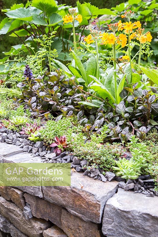 Ajuga reptans, Sempervivum and Primula bulleyana planted in Dry Stone wall border. Artisan Garden: Get Well Soon.