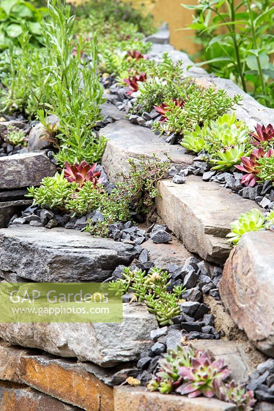 Sempervivum and Thymus growing within Dry Stone wall. Artisan Garden: Get Well Soon. 