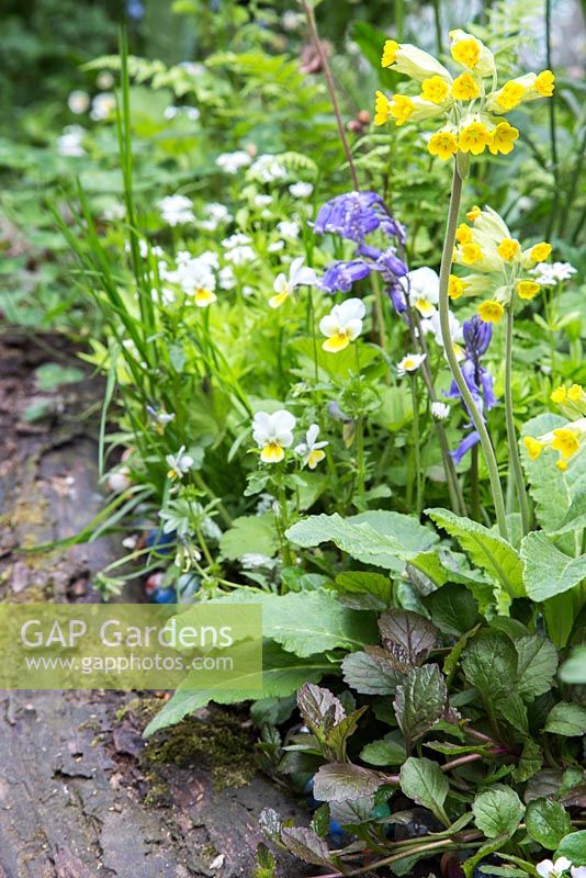 Hyacinthoides non-scripta Bluebell, Primula veris and Viola planted in border retained by a thick wooden log. Artisan Garden - What Will We Leave - The NSPCC Garden of Magical Childhood. 