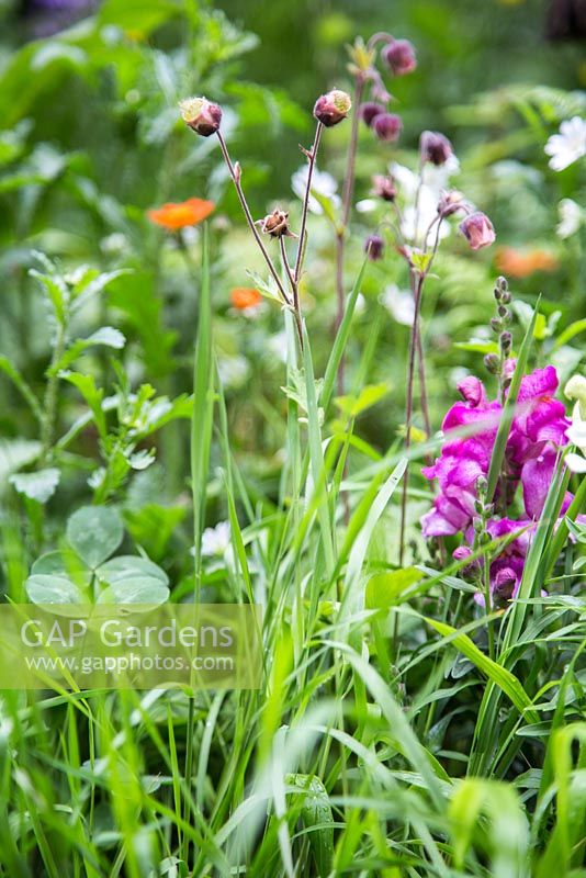 Geum rivale planted amongst border. Artisan Garden - What Will We Leave - The NSPCC Garden of Magical Childhood.