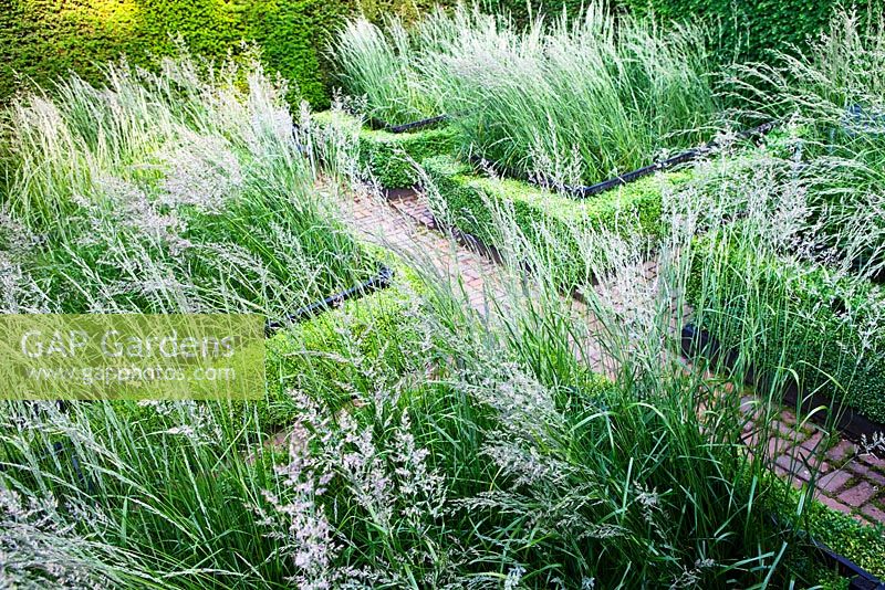 The Cornfield Garden with Calamagrostis x acutifora 'Overdam' surrounded by Box hedges  and contained by Yew hedges. Hand made brick paths. Veddw House Garden, Devauden, Monmouthshire, Wales. July