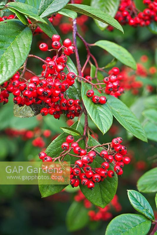 Cotoneaster lacteus 