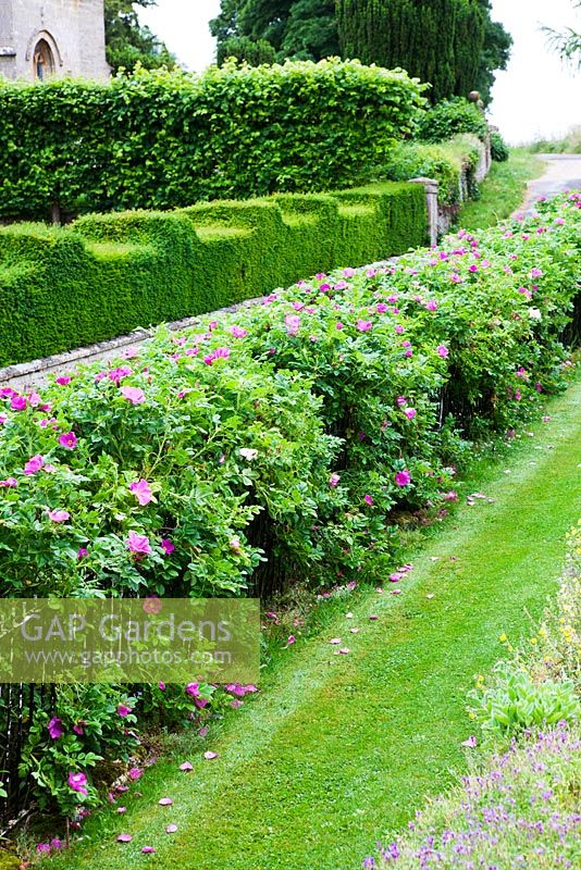 Hedge of Rosa rugosa growing through metal railings - The West Garden, Daglingworth House, Gloucestershire, UK. June. 