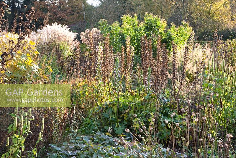 Mixed autumn border - Acanthus 'Mornings Candle', Miscanthus, Inula, Agastache
