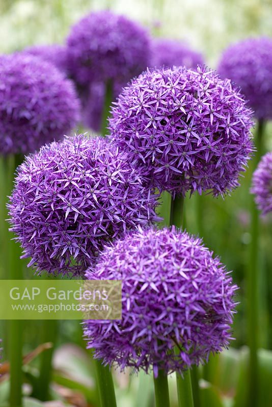 Allium 'Globemaster'