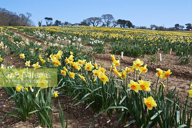 Daffodil fields in Cornwall - Foreground: Narcissus 'Dunkeld', part of his collection of historical daffodils