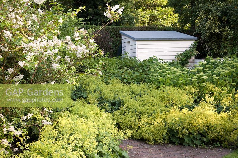 Extensive planting of Hydrangea 'Anabelle' and 'Kyushu', Alchemilla mollis with painted white shed, Acer and Sandbar Willow 