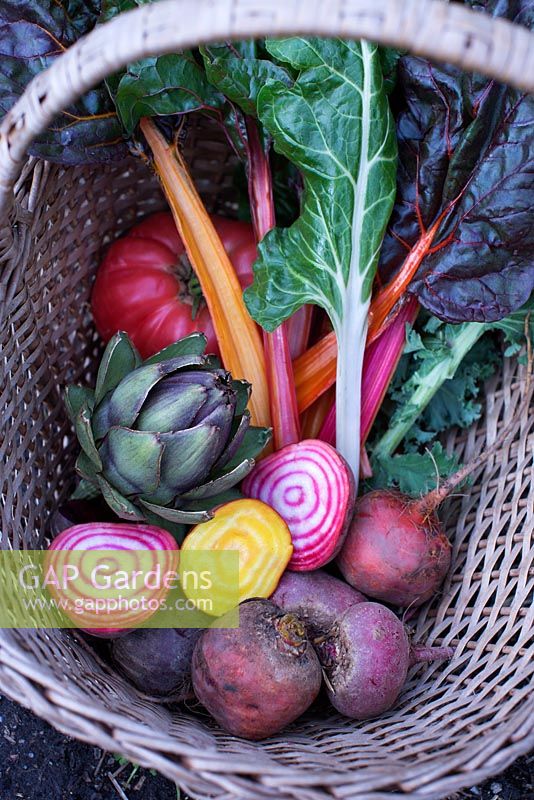 Organic vegetables in wicker basket. Beta vulgaris - swiss chard, beetroot, Artichoke, tomato and Kale