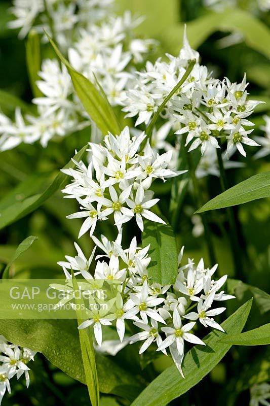 Allium ursinum - Wild Garlic also known as Ramsons