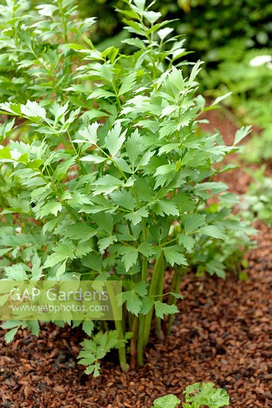 Levisticum officinale - Lovage with cocoa mulching