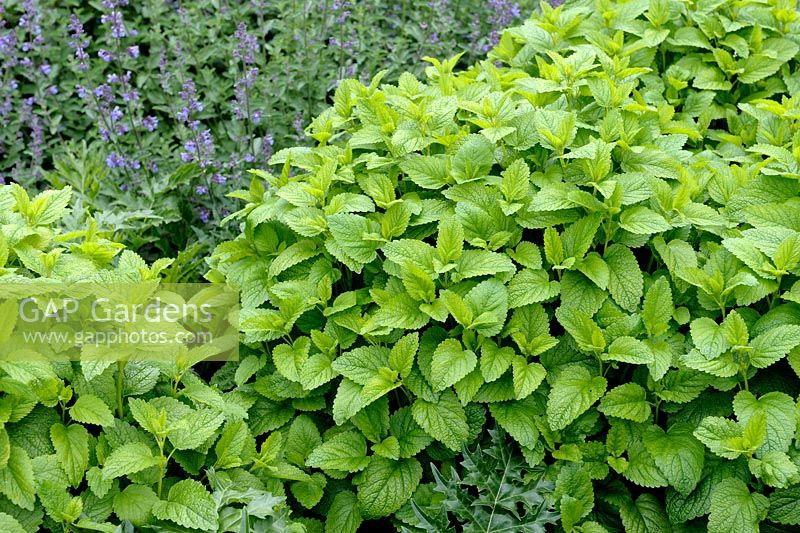 Melissa officinalis - Lemon Balm with Nepeta background