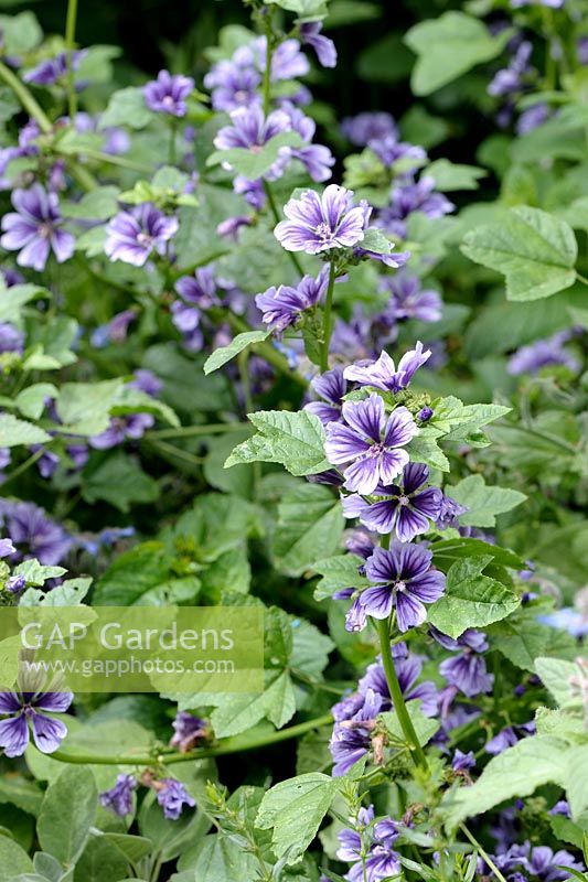 Malva sylvestris - Common Mallow