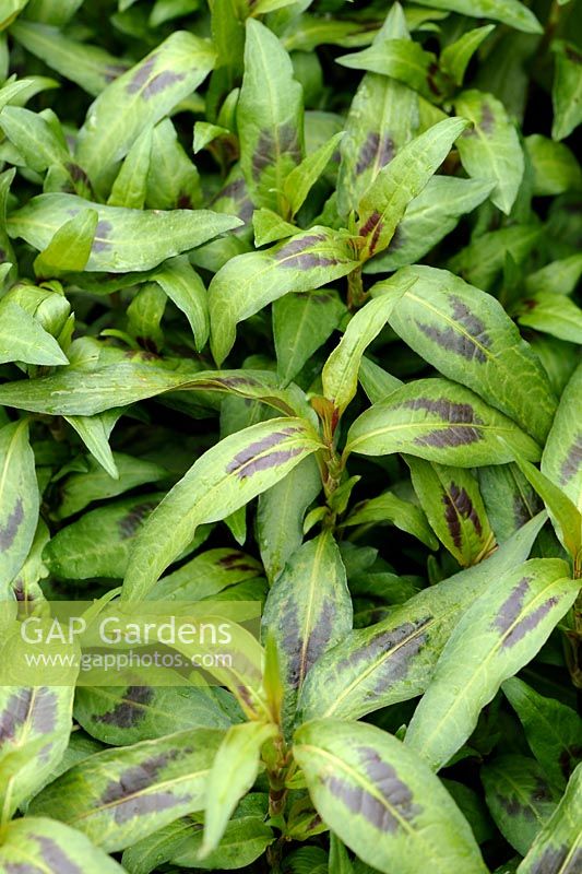 Persicaria odorata syn. Polygonum odoratum - Vietnamese Coriander or Rau-Ram