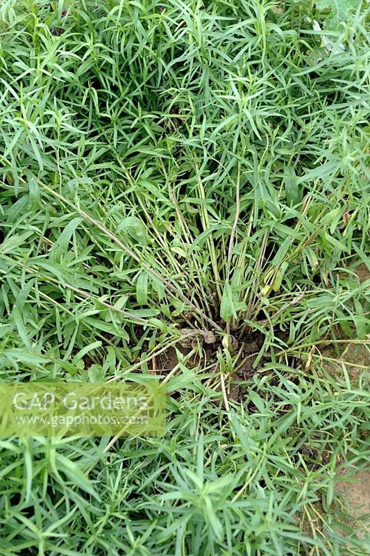 Artemisia dracunculus var. inodora - Russian Tarragon clump stripped in its centre