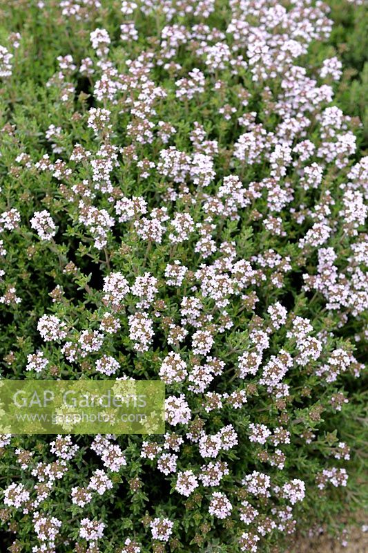 Thymus vulgaris - Common Thyme