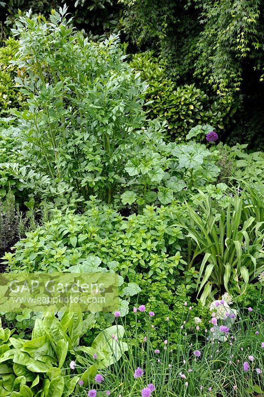 Herbal border with Sorrel, Chive, Parsley, Common Mallow, Oregano and Lovage
