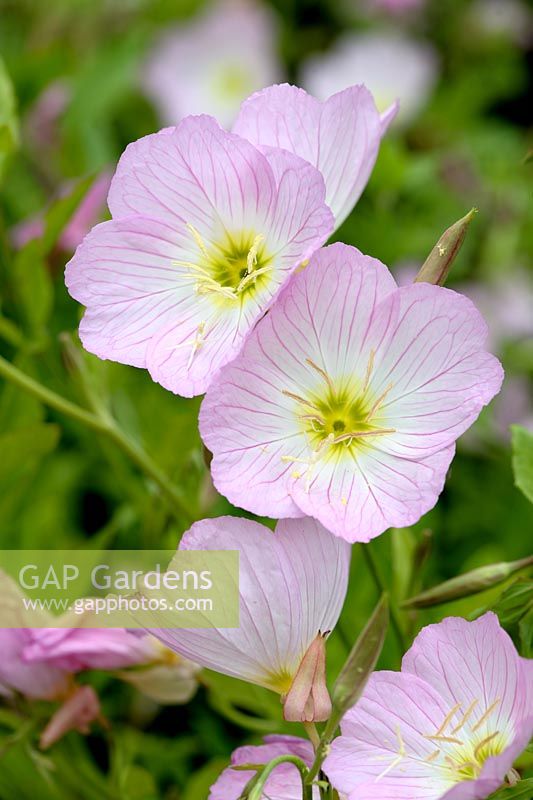 Oenothera speciosa