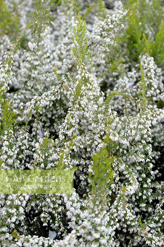 Erica lusitanica - Portuguese Heather