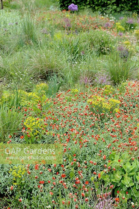 Helianthemum with Euphorbia and Grasses in drought tolerant border