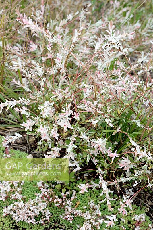 Salix integra 'Hakuro-nishiki' - Dappled Willow