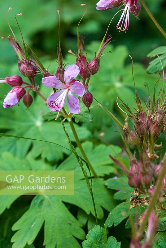 Geranium macrorrhizum, June