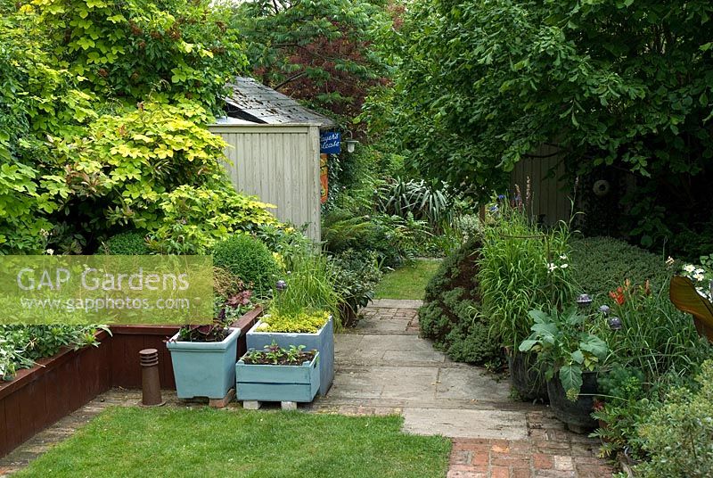 Town garden with raised beds, blue painted planters, Humulus lupulus 'Aureus' - golden hop with lawn, stone and brick path leading to a shed with ferns and shrubs. Helen Riches garden in June