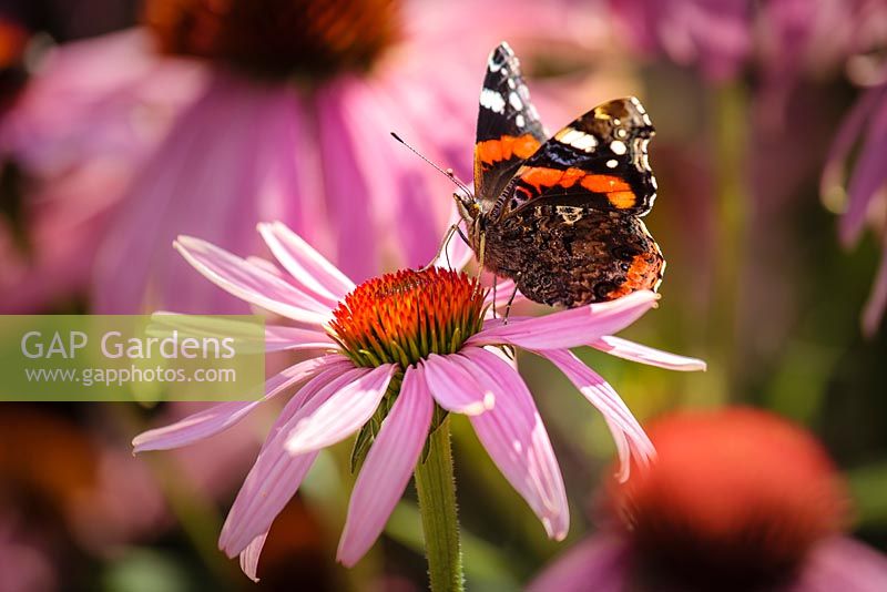 Red Admiral butterfly on Echinacea flower in the walled garden, Marks Hall, Essex