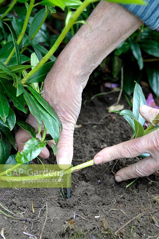 Propagating Rhododendron by layering - Pegging the stem in the soil with a tent peg