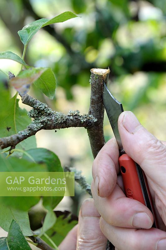 Crown graft on pear tree - step 1 - incising the rootstock