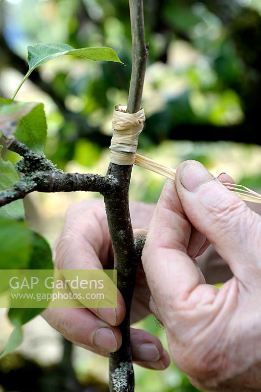 Inlay graft on Pear tree - step 2 - strapping the graft with raffia