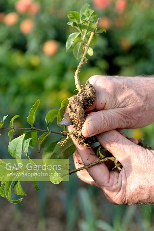 Dividing Phlox - step 2 - cutting the roots