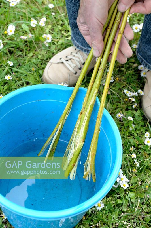 Making willow water a method to extract rooting hormones - step 2 - putting the branches into a bucket of water