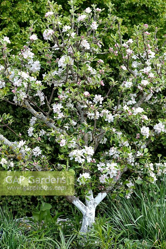 Malus domestica - Apple tree flowering in spring with white latex paint on trunk to prevent bark warming