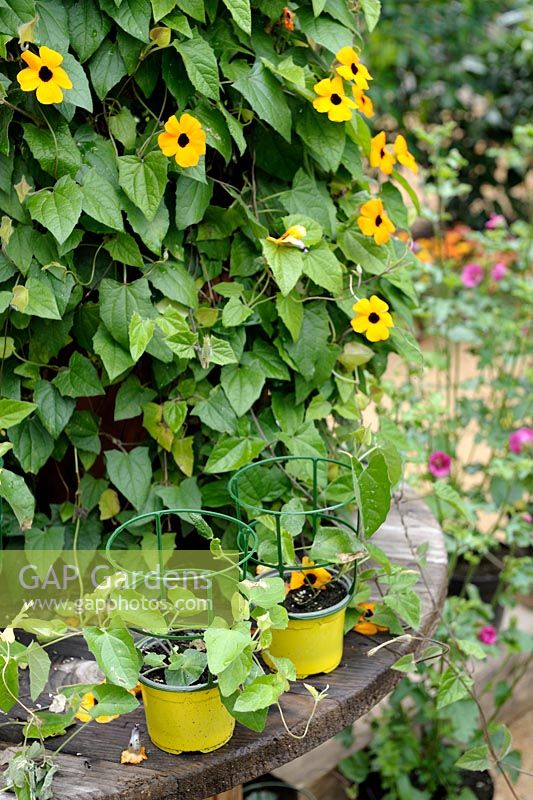 Thunbergia alata - Black-eyed Susan and young plants from cuttings