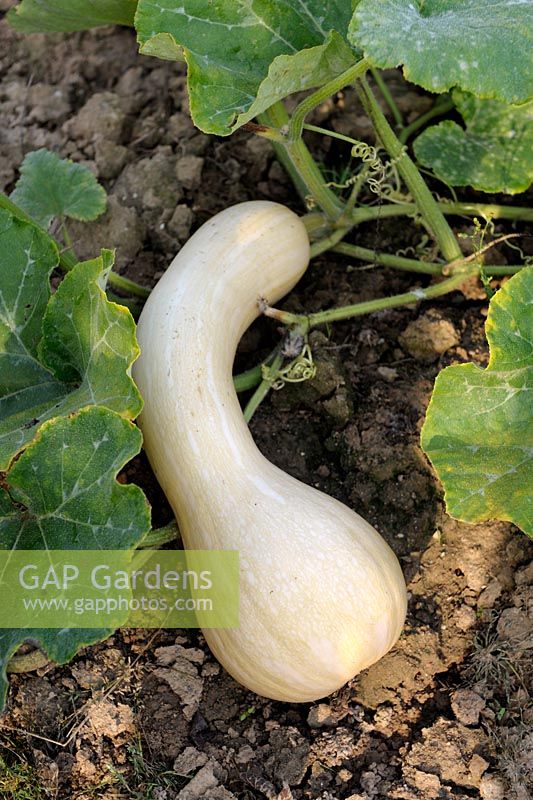 Cucurbita - Butternut squash