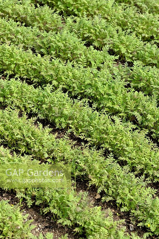 Phacelia tanacetifolia - Phacelia sown in lines and used as green manure