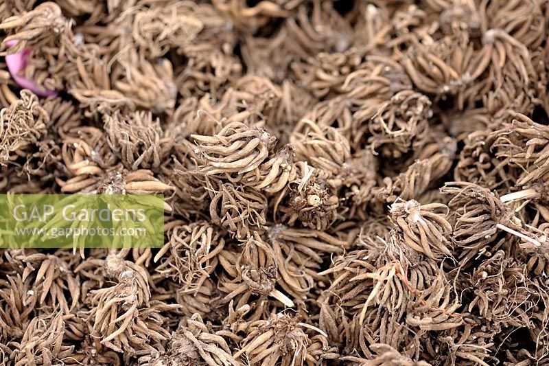 Ranunculus asiaticus - Persian Buttercup bulbs
