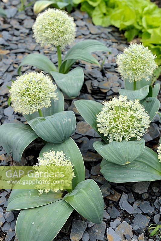 Allium karataviense 'Ivory Queen' with slate mulch