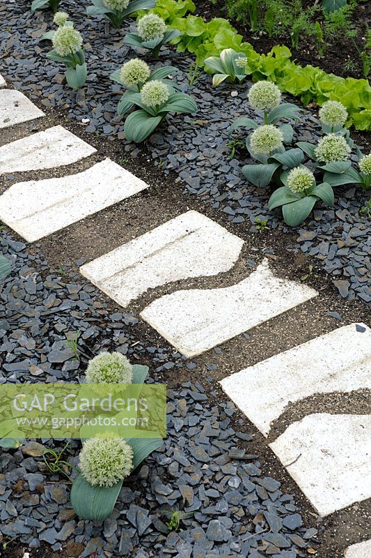 Paved path edged with Allium karataviense 'Ivory Queen' and slates