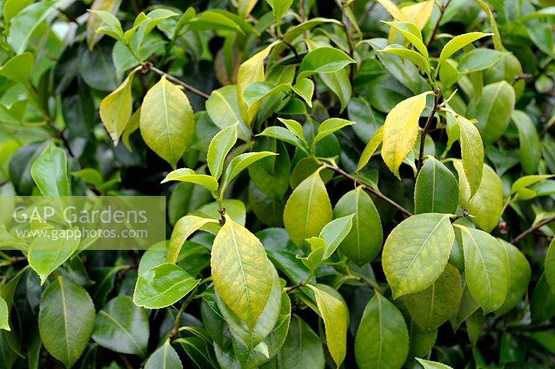 Camellia japonica with chlorosis on leaves