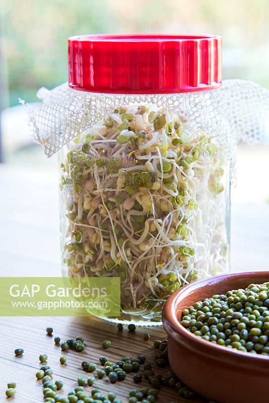 Sprouted Organic Mung beans beside a terracotta dish containing Organic Mung beans. 